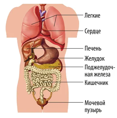 Мышцы человека: анатомия, строение, функции – Российский учебник