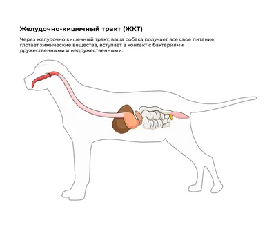 Анатомия собаки внутренние органы (66 фото) - картинки sobakovod.club