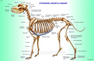 52. Особенности внутреннего строения млекопитающих