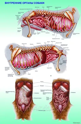 Плакаты Анатомия собак: огромный выбор, отличное качество, доставка по СНГ.  учебные плакаты от \"Рекламная компания «InService»\": +7 (707) 505-53-19  Зам.директора Руфия Рафаиловна