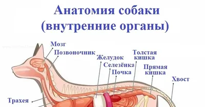 Плакаты Анатомия собак (id 4137659), купить в Казахстане, цена на Satu.kz