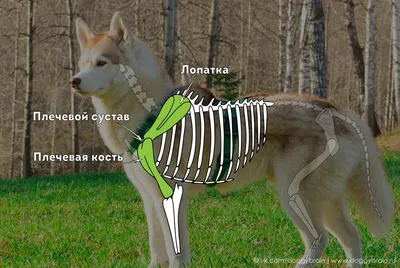 Основные внутренние органы кота и собаки Иллюстрация штока - иллюстрации  насчитывающей тазик, плоско: 65866679