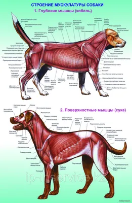 Честная... - SunnyDog Центр обучения владельцев собак | Facebook