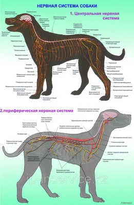 Атлас анатомии с описаниями, собака (иллюстрации) : нормальная анатомия |  vet-Anatomy