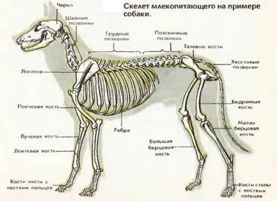 Атлас анатомии с описаниями, собака (иллюстрации) : нормальная анатомия |  vet-Anatomy