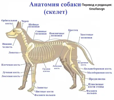 1900. Собака, ее строение и внутренние органы в картинах, с кратким текстом  А. Зейферта