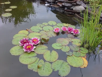 красивая водяная лилия Nymphaea притяжение водяные лилии водные растения  водные растения Стоковое Изображение - изображение насчитывающей  красивейшее, средства: 221326597