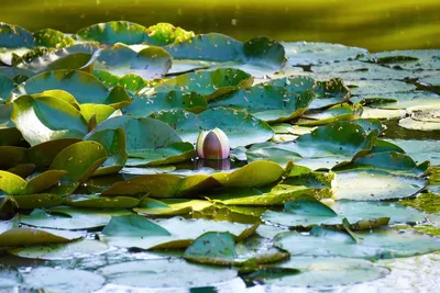 Водяная лилия фото картинки фотографии