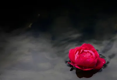 Водяная роза фото фотографии