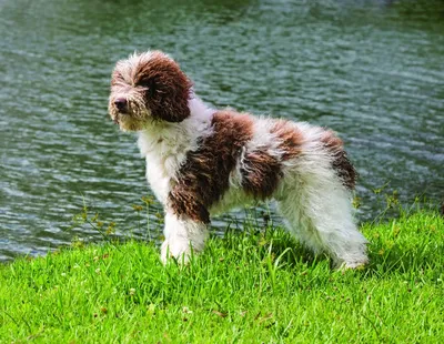 Португальская водяная собака | Royal Canin UA