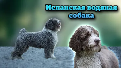 Испанская водяная собака | Royal Canin UA