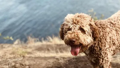 Испанская водяная собака - фото, цена, описание, видео