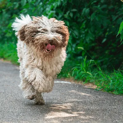 Пули (Puli) - собака, которая обладает большой энергией, очень активна,  любит прогулки и игры. Фото, отзывы и описание породы.