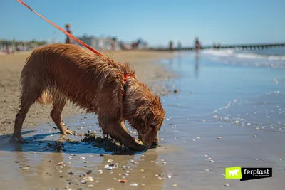 Собаки для воды | Octopus.ru - Интернет-журнал о дайвинге, подводном  плавании, морях-океанах и путешествиях
