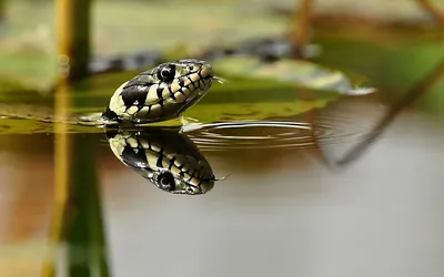 [15+] Водяная змея фото