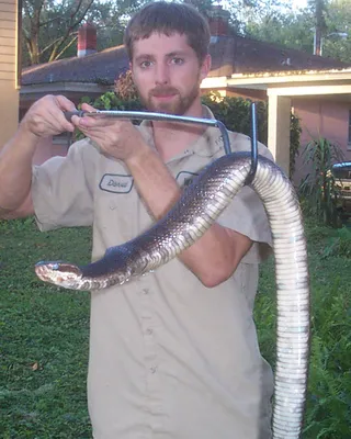 Фото водяной змеи в хорошем качестве