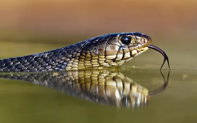 Фото водяной змеи в высоком разрешении