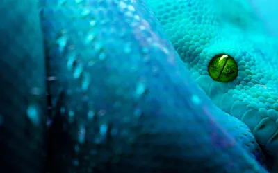 Загадочная водяная змея на красивом фото