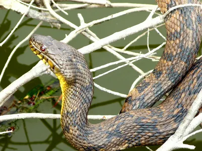 Фото водяной змеи - красивые картинки для использования