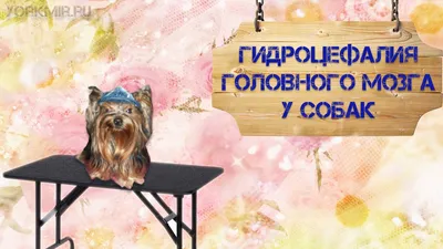 Водянка у щенка (58 фото) - картинки sobakovod.club
