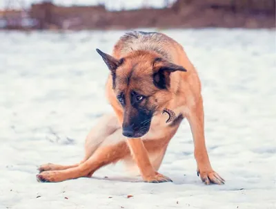 Советы, как ухаживать за шерстью собаки | OnePrice