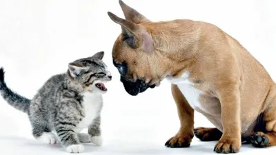 Язык сломаешь. 10 пород собак с ну очень странными названиями | Питомцы  Mail.ru | Дзен
