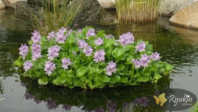 Водный Гиацинт (Eichhornia Crassipes) купить в интернет магазине Ryukin