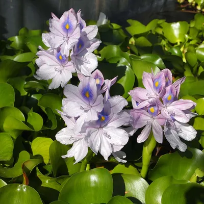 Водяной гиацинт (Eichhornia)