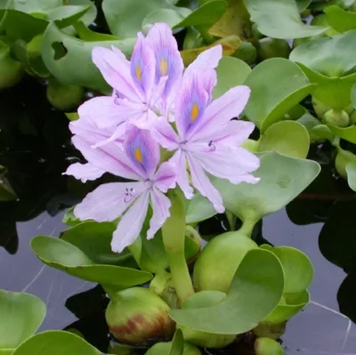 Эйхорния, или водяной гиацинт (Eichhornia crassipes) | Aquarium-Style