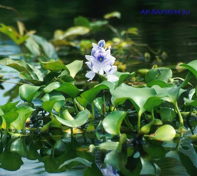 Эйхорния отличная (Eichhornia crassipes) | содержание, размножение