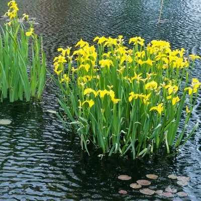 Ирис болотный желтый для садового пруда купить ▻ PRUDIKI.RU