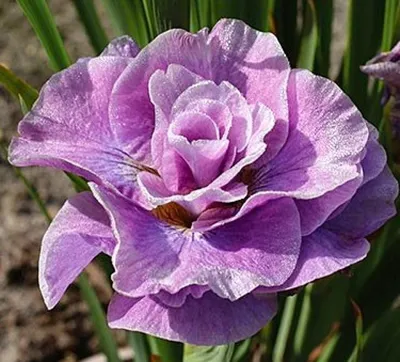 Ирис сибирский (Iris sibirica Barcelona)
