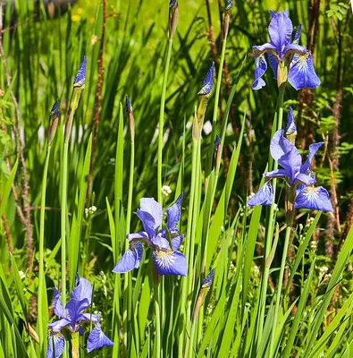 Ирис болотный (Iris Pseudacorus)