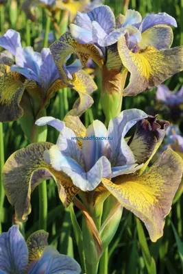 Ирис сибирский - Imperial Opal - Iris sibirica – Garden Seeds Market |  Бесплатная доставка
