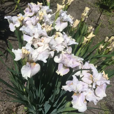 Ирис аировидный (Iris pseudacorus) - купить саженцы в Минске и Беларуси