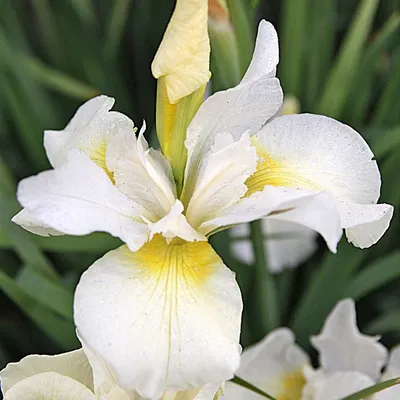 Iris sibirica «White Swirl» Ирис сибирский белый — Купити квіти в Україні