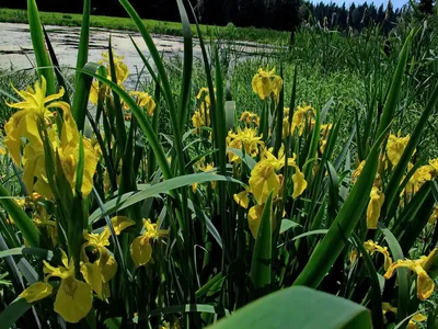 Ирис сибирский Gull's Wing - Ирис - GardenPlants