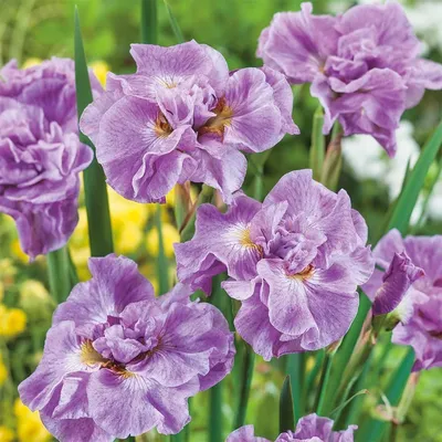 Ирис сибирский (Iris sibirica) - PictureThis