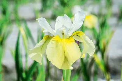 Ирис сибирский (Iris sibirica Not Quite White)