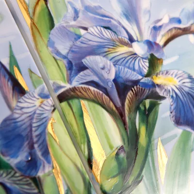 Ирис сибирский Blue Machaon Iris sibirica Blue Machaon - купить сорт в  питомнике, саженцы в Санкт-Петербурге