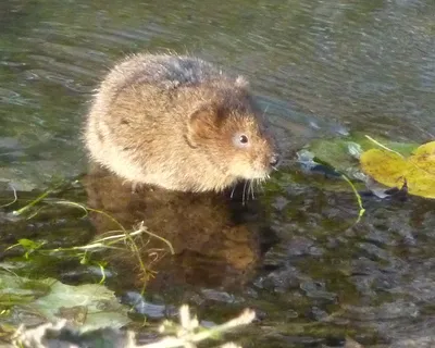 Раскраска водяной сказки. Водяной из сказки. Раскраска.