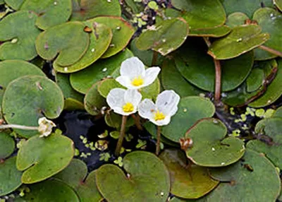 Водный Гиацинт (Eichhornia Crassipes) купить в интернет магазине Ryukin