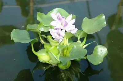 Водный Гиацинт (Эйхорния) купить оптом в Новосибирске