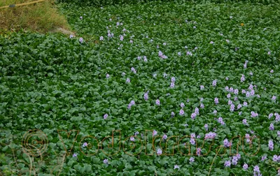 Эйхорния, или водяной гиацинт (Eichhornia crassipes) | Aquarium-Style