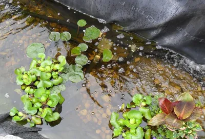 Водный Гиацинт (Эйхорния) растение для очистки воды в пруду (розетка) —  Интернет-магазин — АкваЛайн