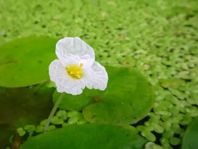 Удивительные цвета Водокраса на фото