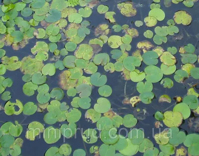 Фото Водокраса: красочные и вдохновляющие картинки