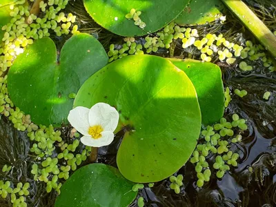 Волшебные растения Водокраса на фото