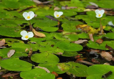 Фото Водокраса: растения, украшающие природу