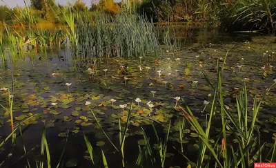 Водокрас: пленяющие изображения растений